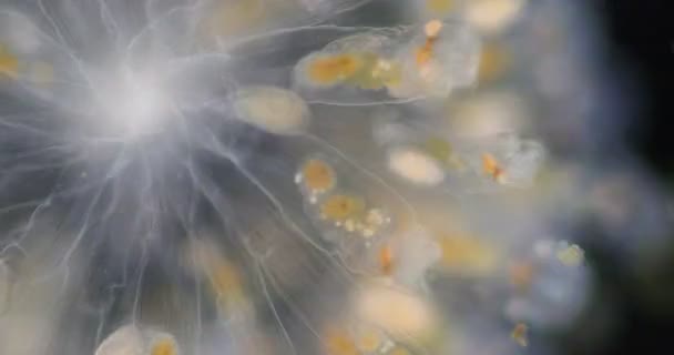 일반적으로 바퀴의 동물이라고 불리는 장수풍뎅이는 현미경 아래있는 일종의 속씨식물 구성한다 — 비디오