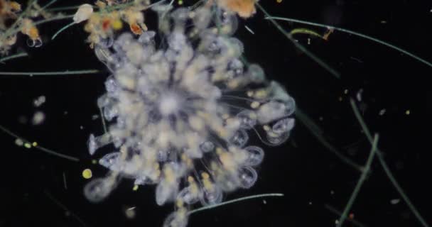 Rotifer Som Vanligen Kallas Hjuldjur Eller Hjuldjur Utgör Phylum Rotifera — Stockvideo