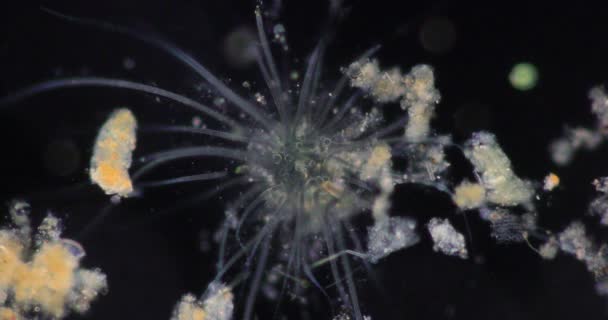 Rotifers Commonly Called Wheel Animals Wheel Animalcules Make Phylum Rotifera — Stock Video