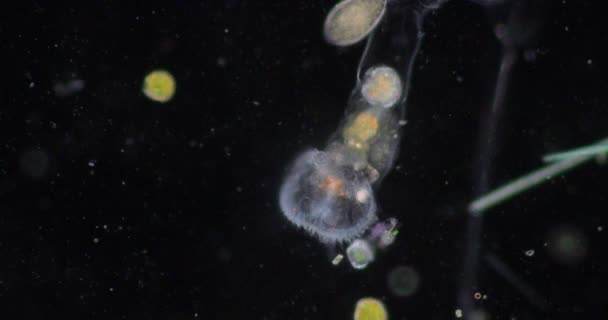 Rotifers Die Gewoonlijk Wieldieren Wieldieren Worden Genoemd Vormen Een Fylum — Stockvideo