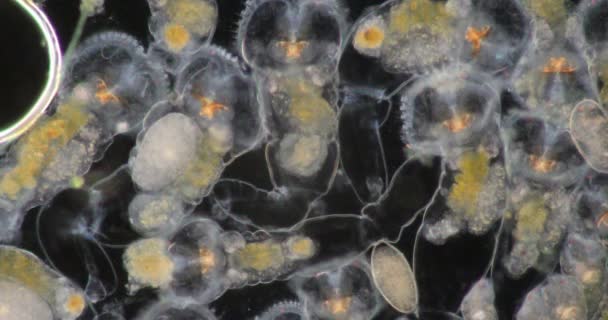 Rotifers Die Gewoonlijk Wieldieren Wieldieren Worden Genoemd Vormen Een Fylum — Stockvideo