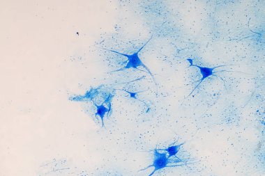 Laboratuvarda mikroskop altında Eğitim Omuriliği, Sinir, Beyincik, Korteks ve Motor Nöron İnsanı.