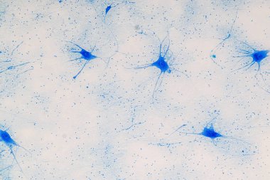 Laboratuvarda mikroskop altında Eğitim Omuriliği, Sinir, Beyincik, Korteks ve Motor Nöron İnsanı.