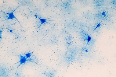 Laboratuvarda mikroskop altında Eğitim Omuriliği, Sinir, Beyincik, Korteks ve Motor Nöron İnsanı.