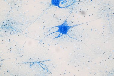 Laboratuvarda mikroskop altında Eğitim Omuriliği, Sinir, Beyincik, Korteks ve Motor Nöron İnsanı.