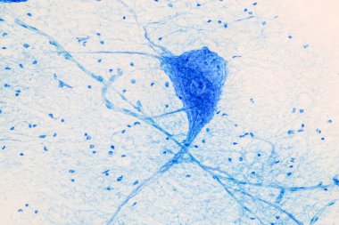 Laboratuvarda mikroskop altında Eğitim Omuriliği, Sinir, Beyincik, Korteks ve Motor Nöron İnsanı.