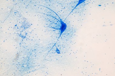 Laboratuvarda mikroskop altında Eğitim Omuriliği, Sinir, Beyincik, Korteks ve Motor Nöron İnsanı.