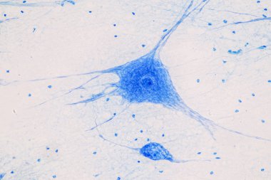 Laboratuvarda mikroskop altında Eğitim Omuriliği, Sinir, Beyincik, Korteks ve Motor Nöron İnsanı.