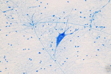 Laboratuvarda mikroskop altında Eğitim Omuriliği, Sinir, Beyincik, Korteks ve Motor Nöron İnsanı.