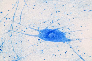 Laboratuvarda mikroskop altında Eğitim Omuriliği, Sinir, Beyincik, Korteks ve Motor Nöron İnsanı.