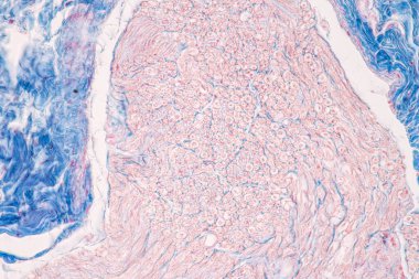 Laboratuvarda mikroskop altında Eğitim Omuriliği, Sinir, Beyincik, Korteks ve Motor Nöron İnsanı.