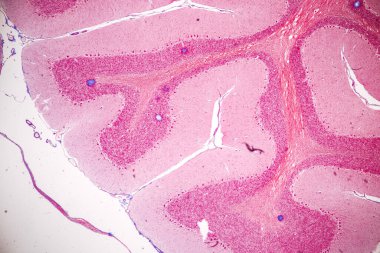 Laboratuvarda mikroskop altında Eğitim Omuriliği, Sinir, Beyincik, Korteks ve Motor Nöron İnsanı.