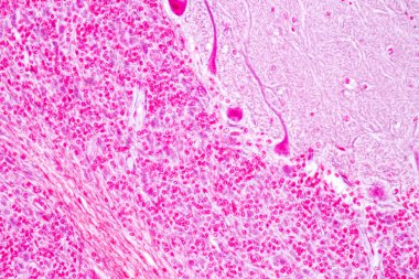 Laboratuvarda mikroskop altında Eğitim Omuriliği, Sinir, Beyincik, Korteks ve Motor Nöron İnsanı.