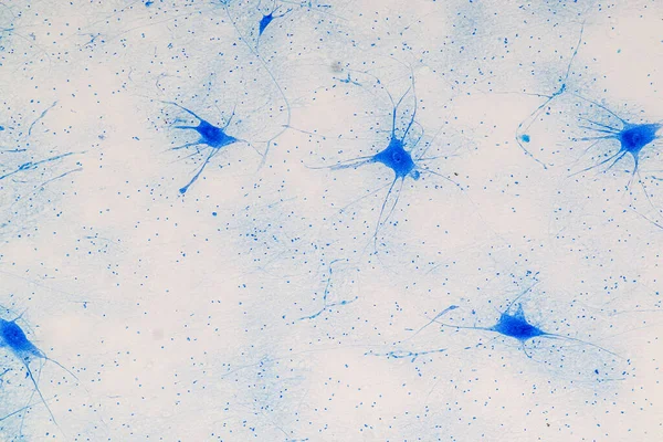 Laboratuvarda mikroskop altında Eğitim Omuriliği, Sinir, Beyincik, Korteks ve Motor Nöron İnsanı.