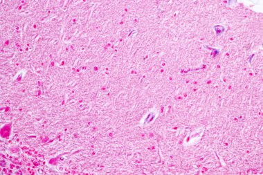 Laboratuvarda mikroskop altında Eğitim Omuriliği, Sinir, Beyincik, Korteks ve Motor Nöron İnsanı.