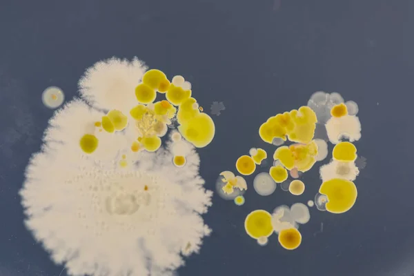 Mold Beautiful, Colony of Characteristics of Fungus (Mold) in culture medium plate from laboratory microbiology.