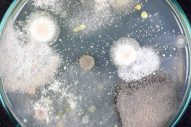 Özellikler ve Farklı şekilli Bakteri ve Küf Kolonisi mikrobiyoloji laboratuarındaki eğitim için toprak örneklerinden tarım plakalarında büyüyor..