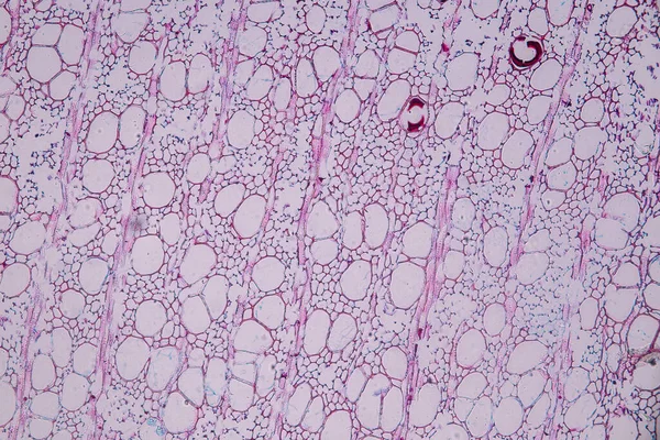 Characteristics Fungi Living Wood Group Polyphyletic Microscope Education — Stock Photo, Image