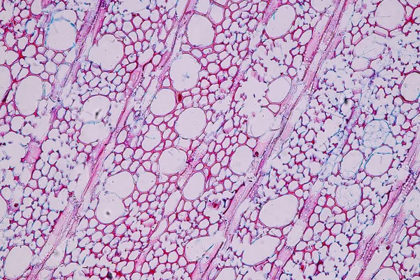 グループとして木に生息する真菌の特徴は 教育用顕微鏡下での多機能性です — ストック写真