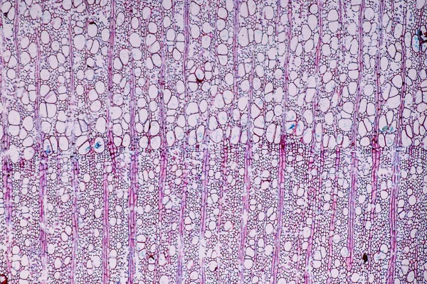 グループとして木に生息する真菌の特徴は 教育用顕微鏡下での多機能性です — ストック写真