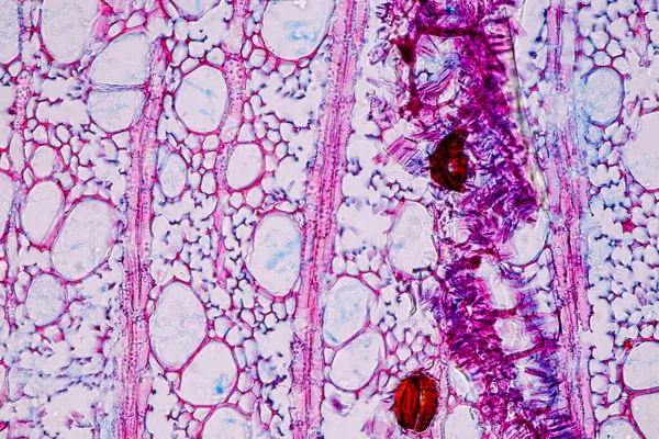 의나무에 균류의 특징들은 교육용으로 현미경 아래있는 균이다 — 스톡 사진