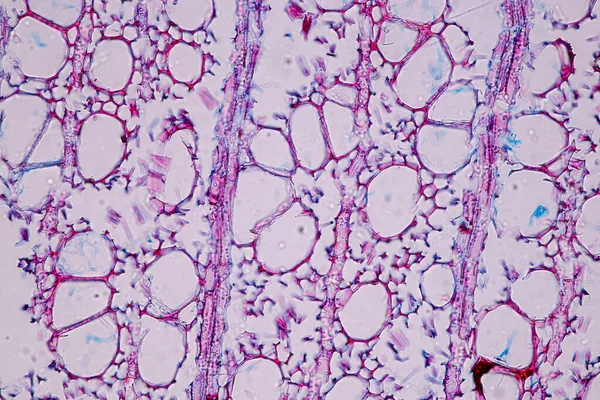Caracteristicile Ciupercilor Care Trăiesc Lemn Grup Sunt Polifiletice Sub Microscop — Fotografie, imagine de stoc