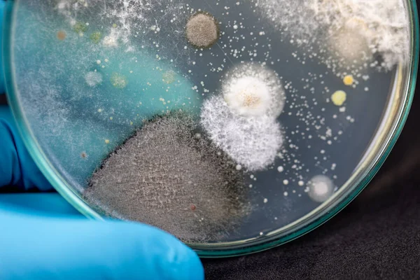 미생물 실험실에서 교육을 샘플을 질그릇 위에서 자라는 형태의 박테리아와 곰팡이의 — 스톡 사진