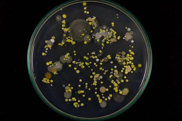 Achtergronden Van Karakteristieken Verschillend Gevormde Kolonie Van Bacteriën Schimmels Die — Stockfoto