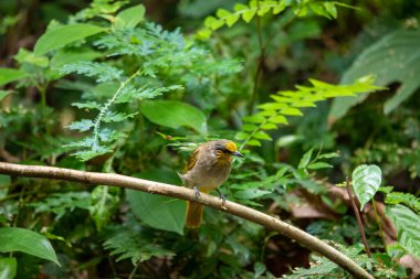 Tayland 'ın tropikal ormanlarında güzel kuşlar.