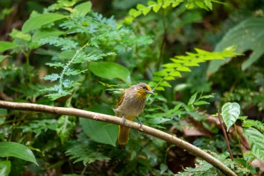 Tayland 'ın tropikal ormanlarında güzel kuşlar.