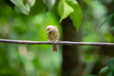 Tayland 'ın tropikal ormanlarında güzel kuşlar.