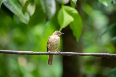 Tayland 'ın tropikal ormanlarında güzel kuşlar.