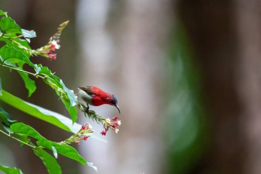 Tayland 'ın tropikal ormanlarında güzel kuşlar.