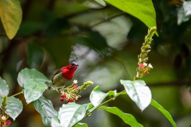 Tayland 'ın tropikal ormanlarında güzel kuşlar.