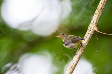 Tayland 'ın tropikal ormanlarında güzel kuşlar.