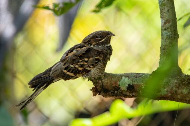 Tayland 'ın tropikal ormanlarında güzel kuşlar.