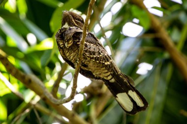 Tayland 'ın tropikal ormanlarında güzel kuşlar.