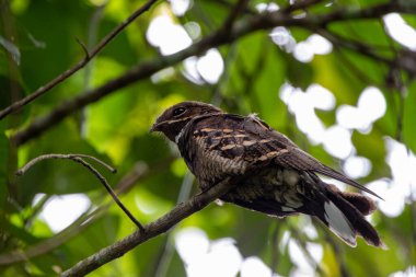 Tayland 'ın tropikal ormanlarında güzel kuşlar.