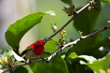 Tayland 'ın tropikal ormanlarında güzel kuşlar.