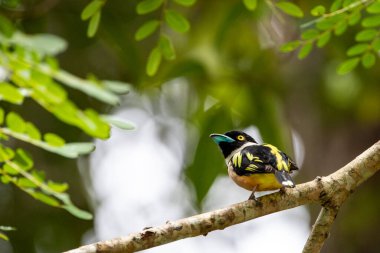 Tayland 'ın tropikal ormanlarında güzel kuşlar.