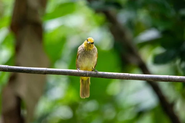 Prachtige Vogels Tropische Bossen Van Thailand — Stockfoto