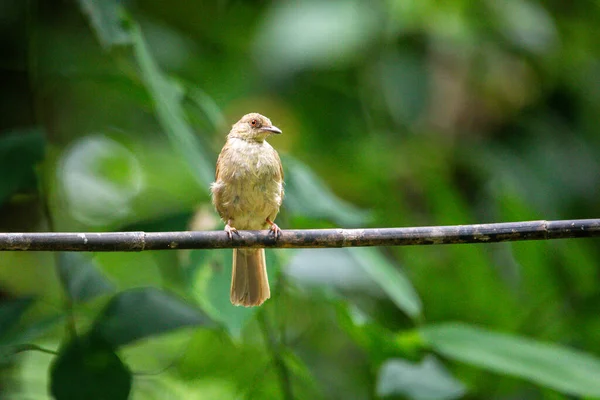 Schöne Vögel Den Tropischen Wäldern Thailands — Stockfoto