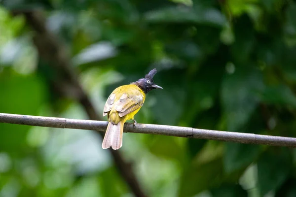 Beautiful birds in the tropical forests of Thailand.