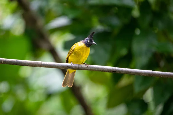 Prachtige Vogels Tropische Bossen Van Thailand — Stockfoto