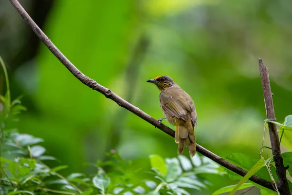 Beautiful birds in the tropical forests of Thailand.