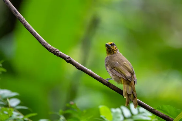 Prachtige Vogels Tropische Bossen Van Thailand — Stockfoto