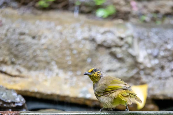 Beautiful birds in the tropical forests of Thailand.