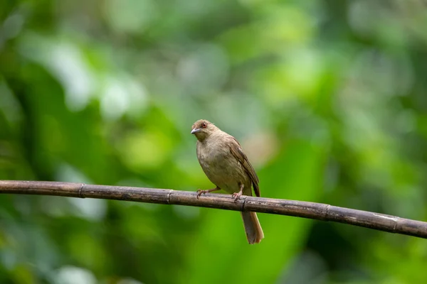 Prachtige Vogels Tropische Bossen Van Thailand — Stockfoto