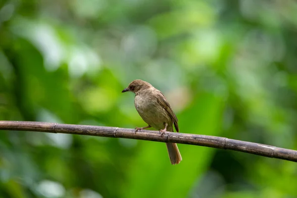Prachtige Vogels Tropische Bossen Van Thailand — Stockfoto