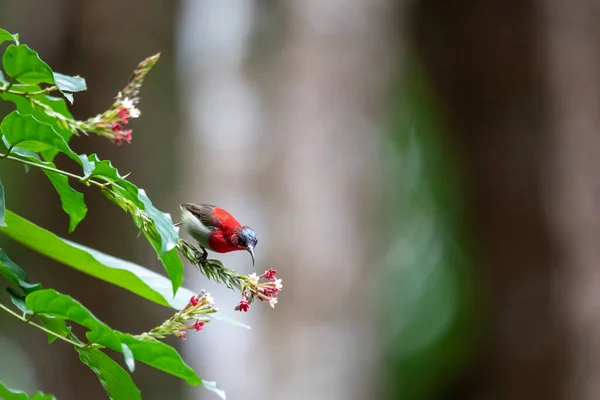 Belas Aves Nas Florestas Tropicais Tailândia — Fotografia de Stock
